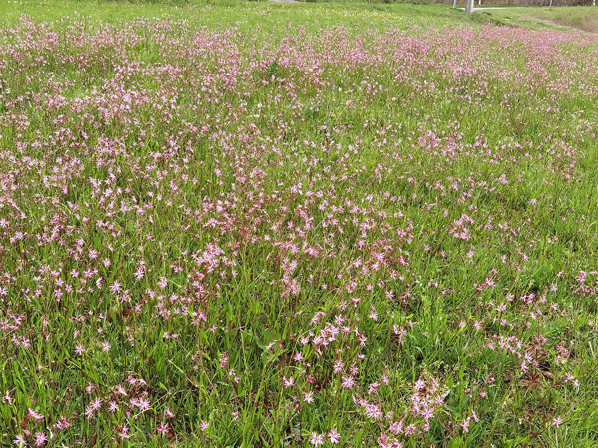 Lychnis flos-cuculi photo